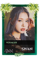 Swan